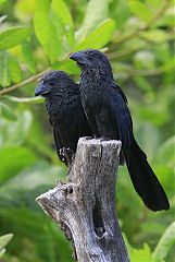 Groove-billed Ani